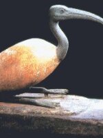 Ibis Trans